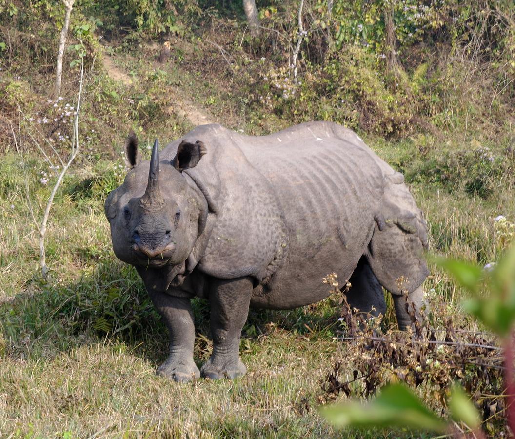 Hotel Rhinoceros-Homestay ソーラハ エクステリア 写真